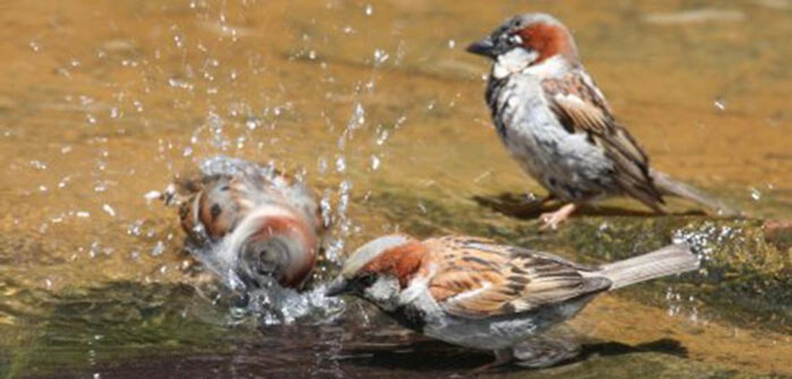 Don’t forget to celebrate your feathered friends
