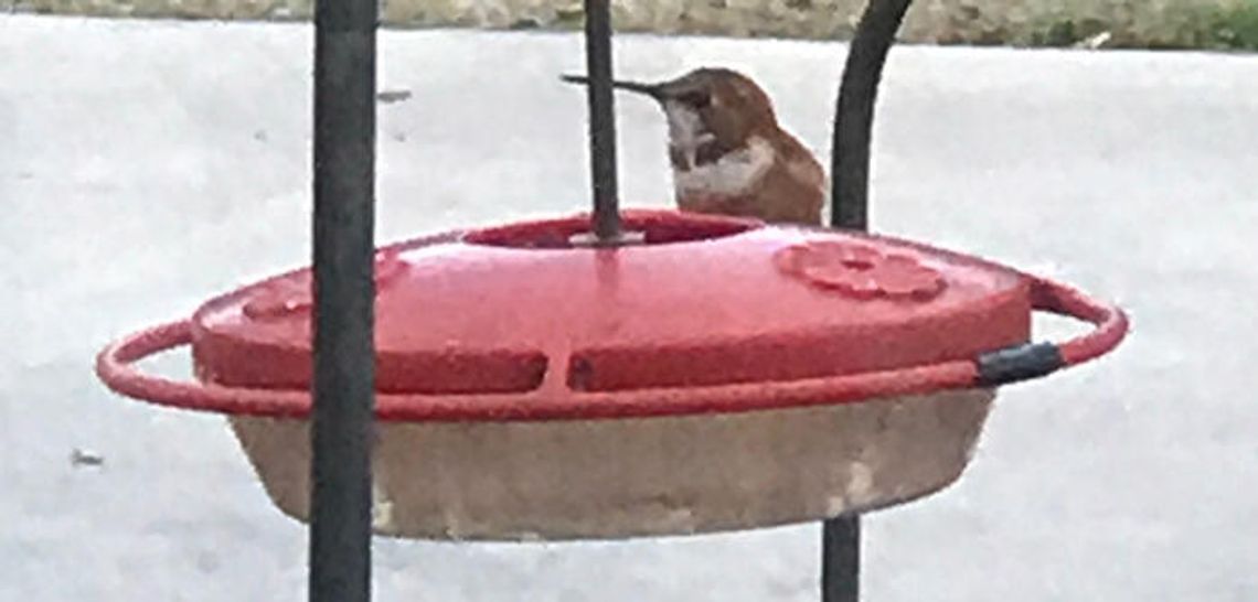 Don’t take down those hummingbird feeders yet