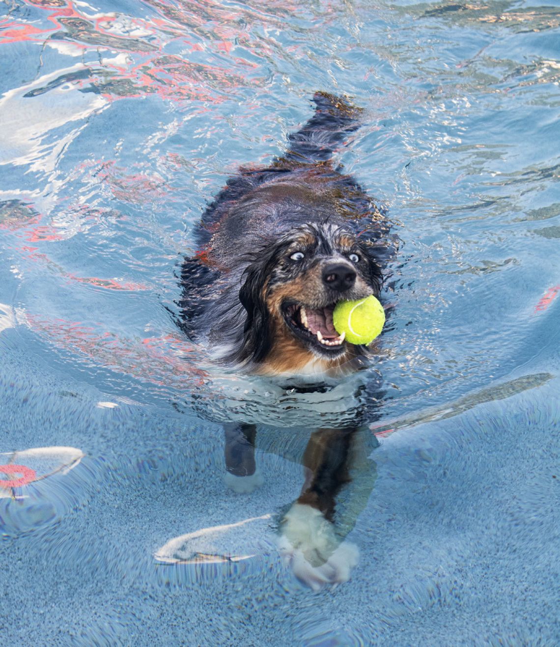Dripping Springs unleashes fun at puppy pool paw-ty
