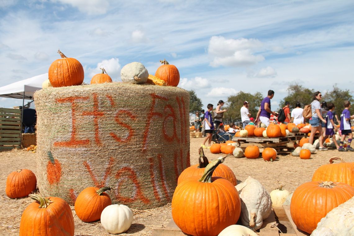 DS Pumpkin Festival continues DS Pumpkin Festival continues