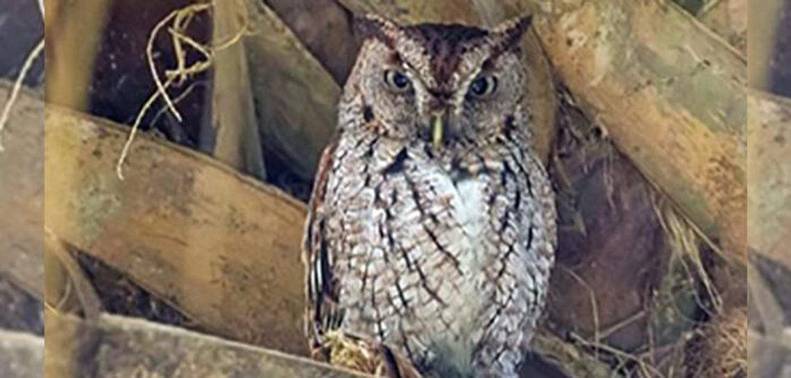 Eastern screech owl was a most welcome visitor