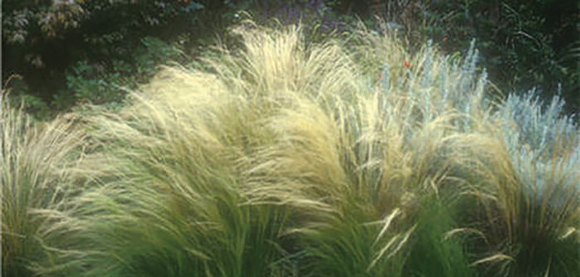 Eight gardening activities for April