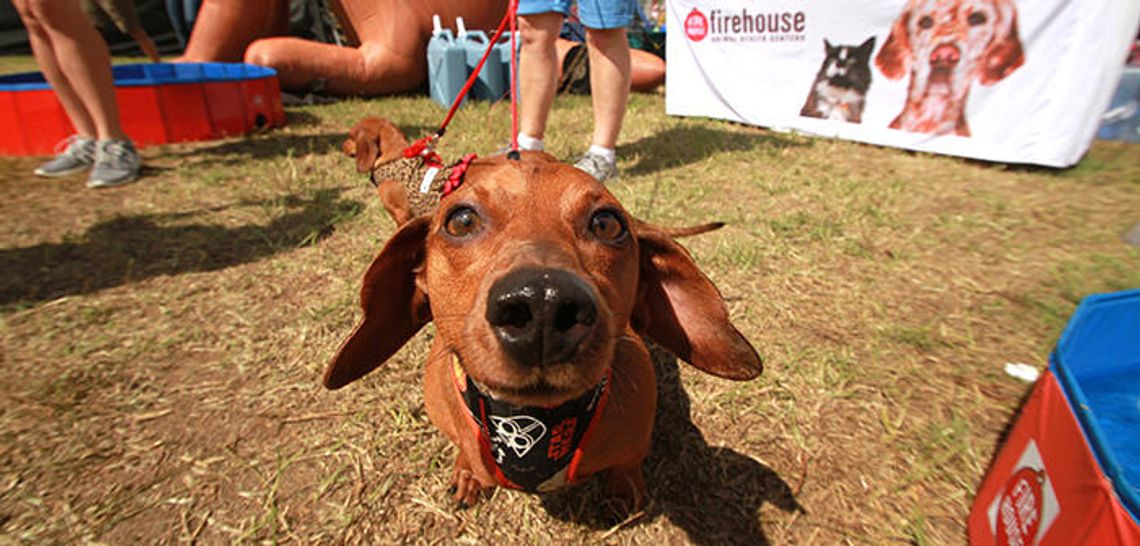 Every wiener has its day Every wiener has its day