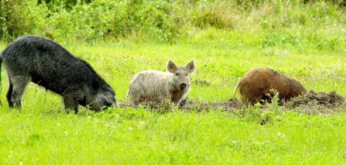 Feral hogs turn deadly. What now?