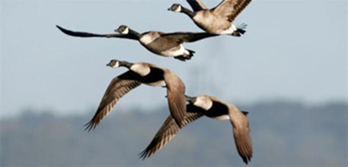 Fly like a bird with micro naps