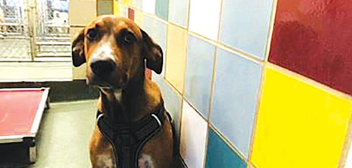 Free adoptions through August in Clear the Shelter annual event