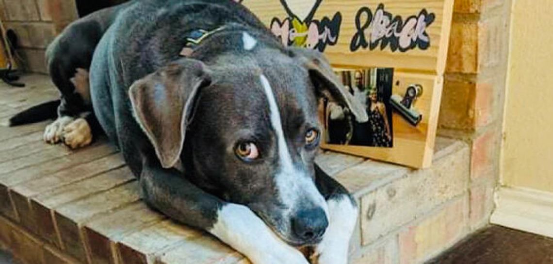 Furry friends need a place to call home