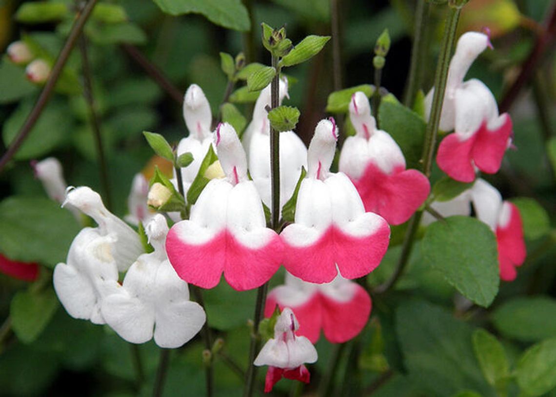 Get to know Super Salvias