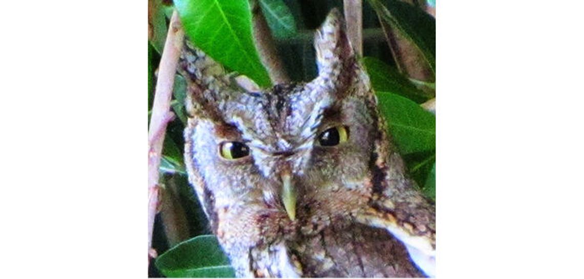 Give an owl a home