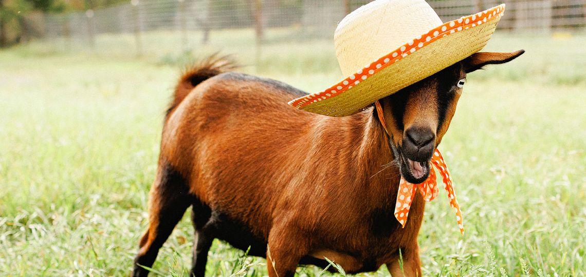 Goat charity event to arrive in Dripping Springs Goat charity event to arrive in Dripping Springs