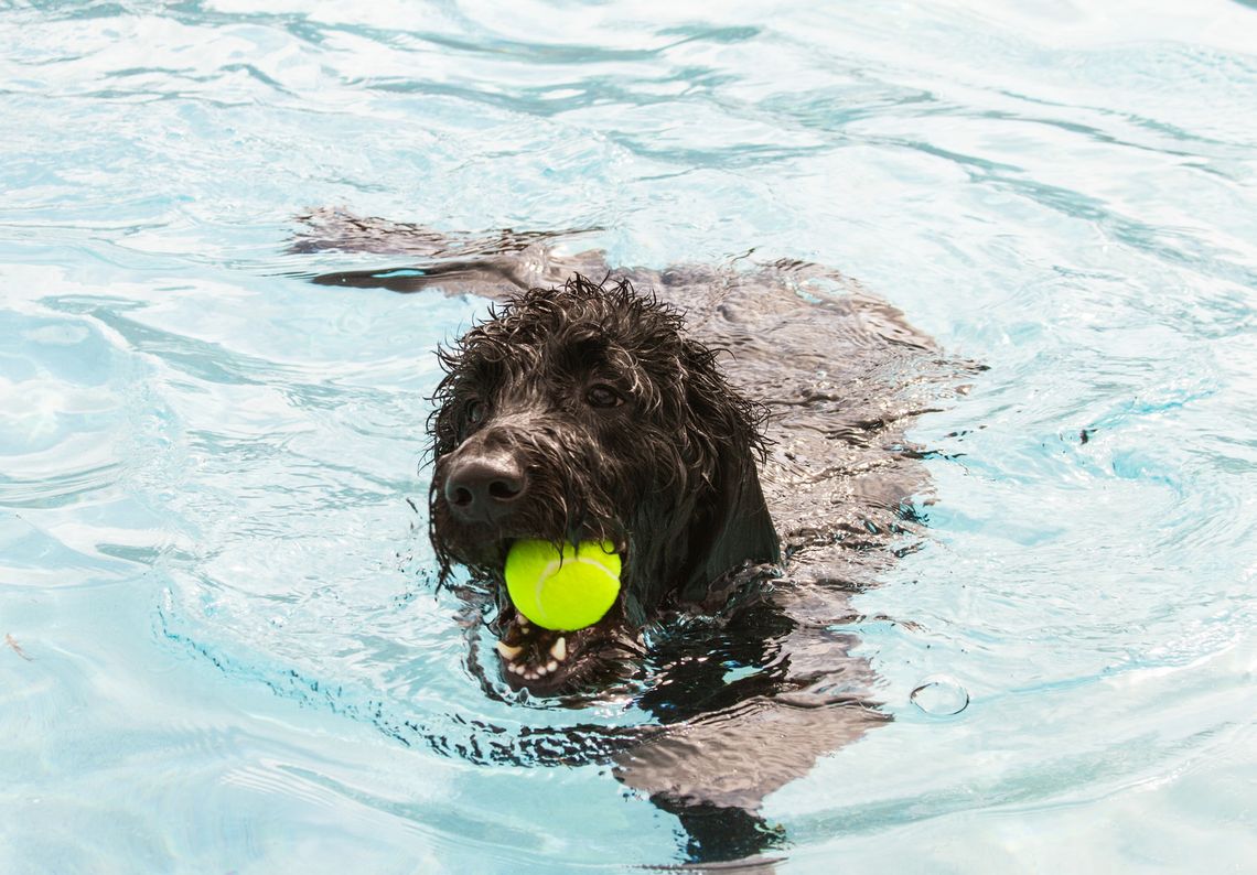 Havin' a Ball at Doggie Dip