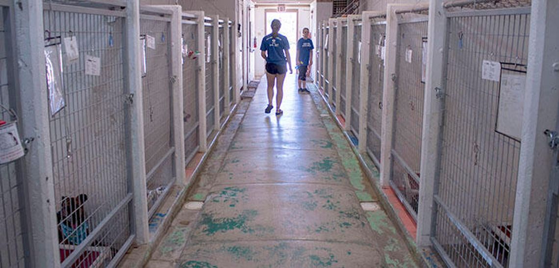 Hays animal shelters participate in adoption event