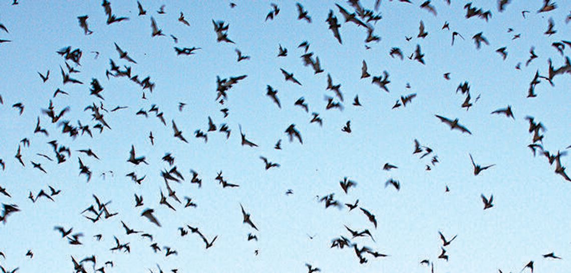 Hays CISD says don’t handle bats