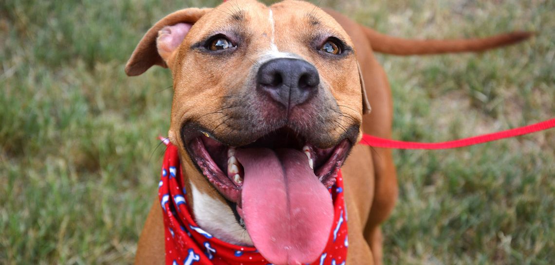 Hays county forms commission for no-kill animal shelter status