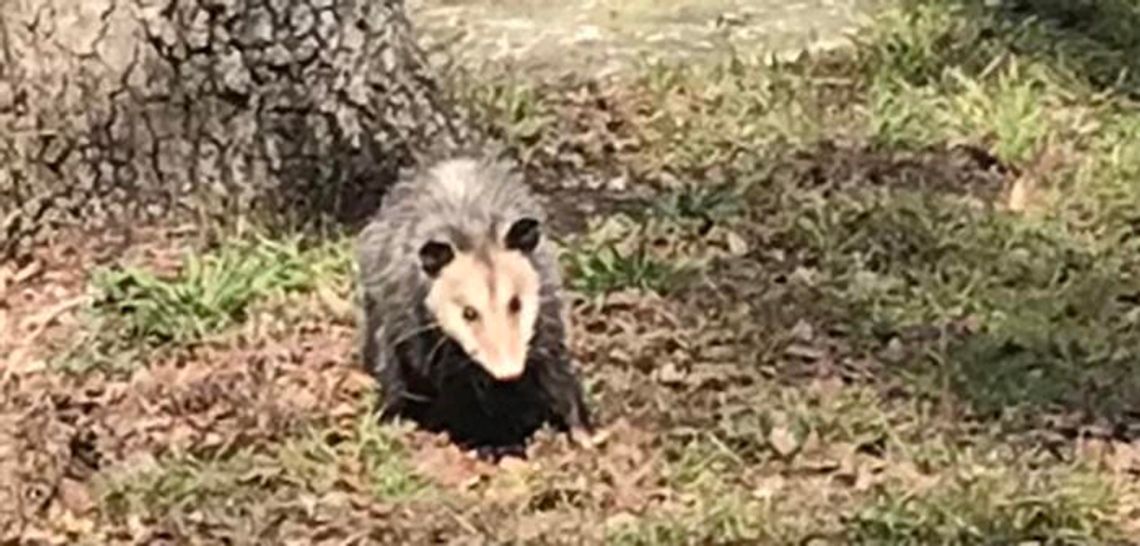 Hello, possum