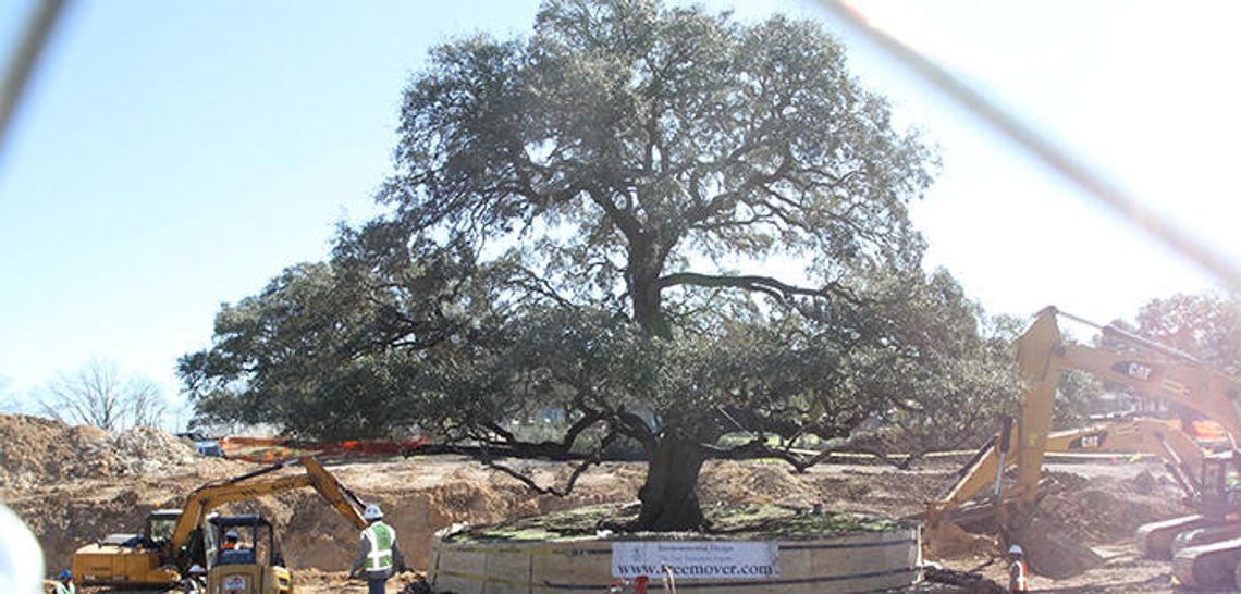 Heritage oak takes root after $300k move
