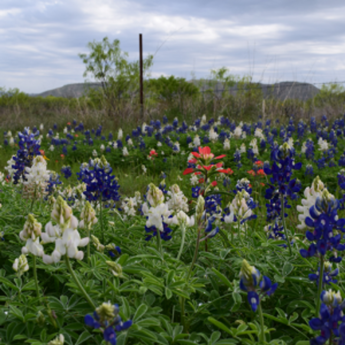 Hill Country photo contest winners announced