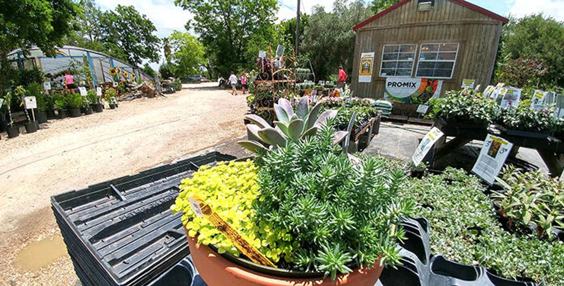 It’s About Thyme to close