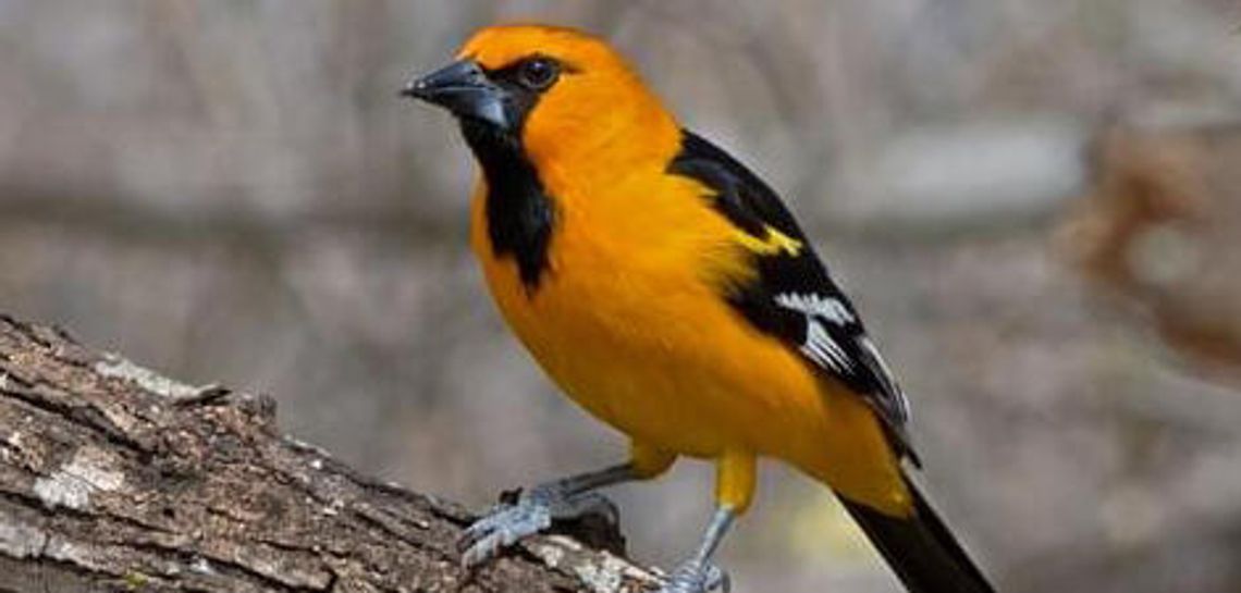It’s hard to beat the spectacular  Rio Grande Valley Birding Festival