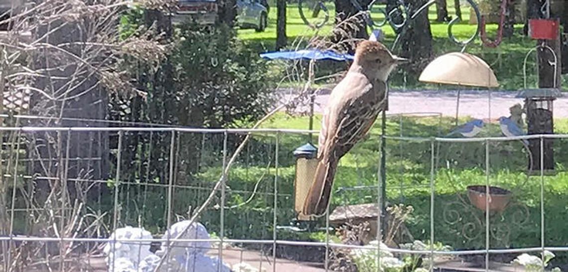 It’s time for springtime birds