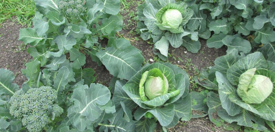 It’s time to plant! Gardening gone ‘viral’