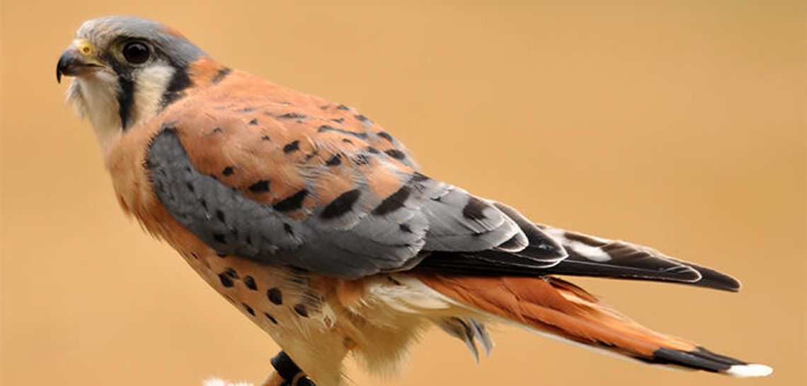 Keep an eye out for bird sightings