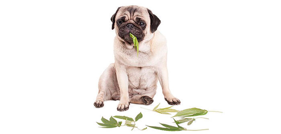 Keep your dogs off the grass