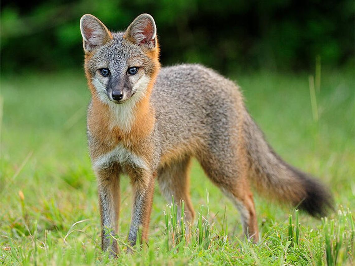 Keep your eyes peeled for fox pups in the area