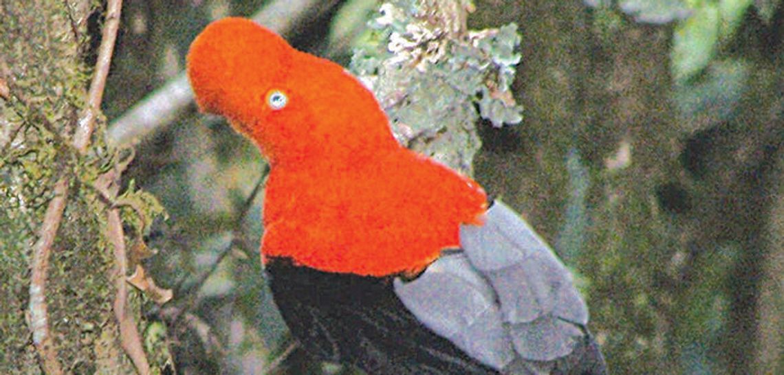 Keep your eyes peeled for must-see birds
