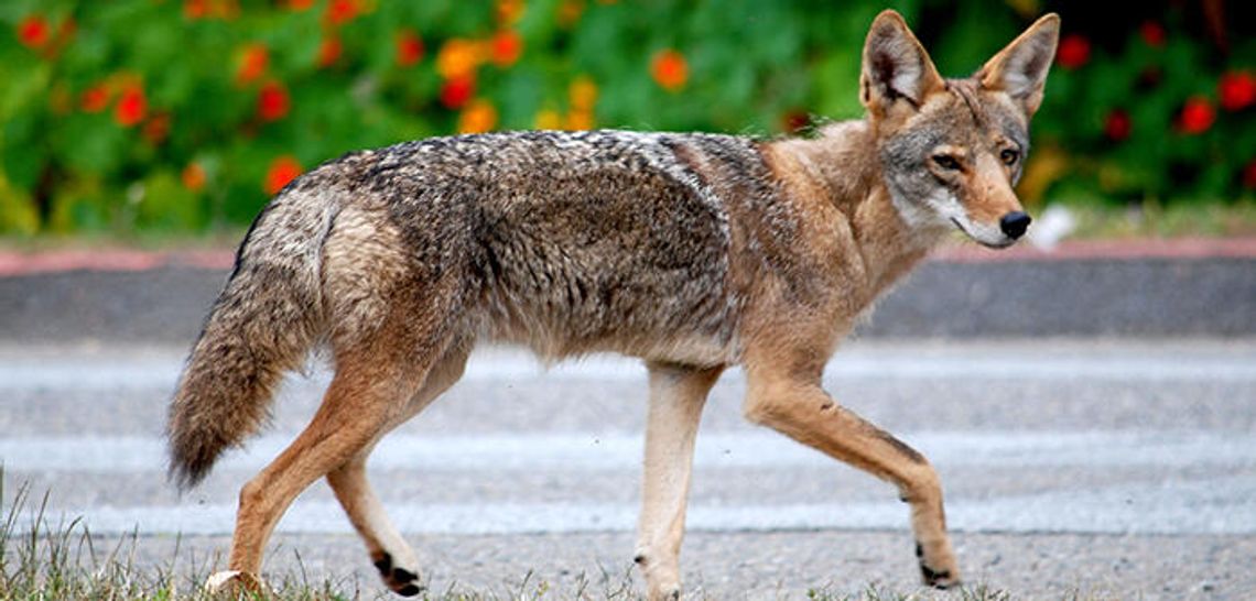 Keeping the wildlife wild