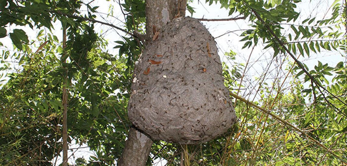 Kyle area apiarist combs for the truth about bees