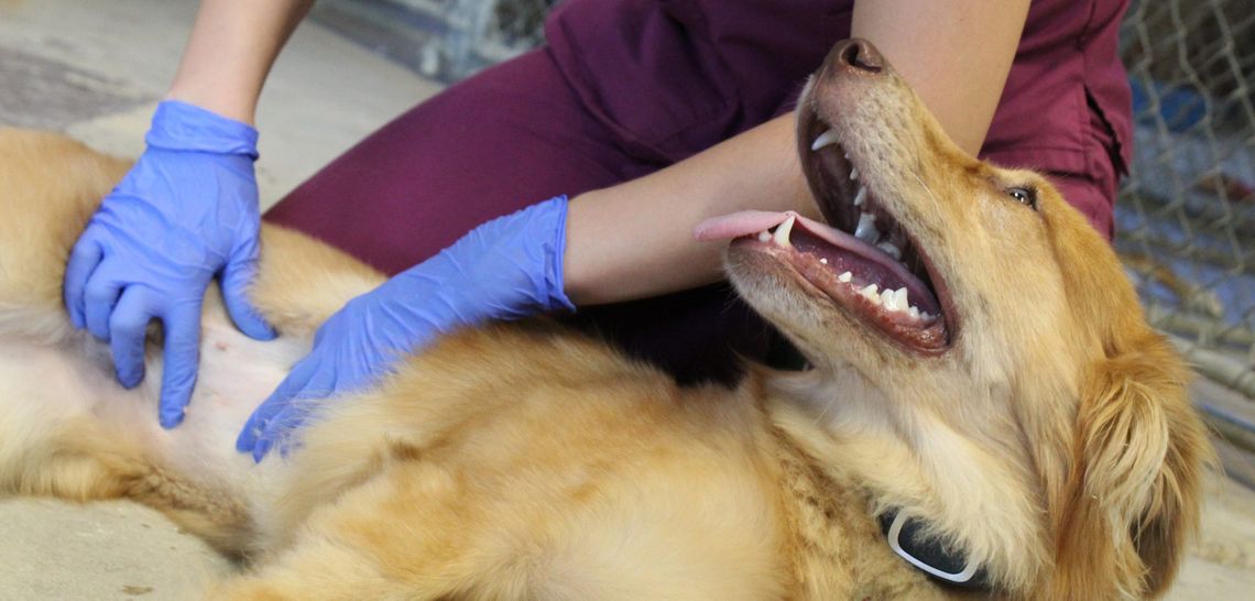 Kyle eyes plan for controlling pet population