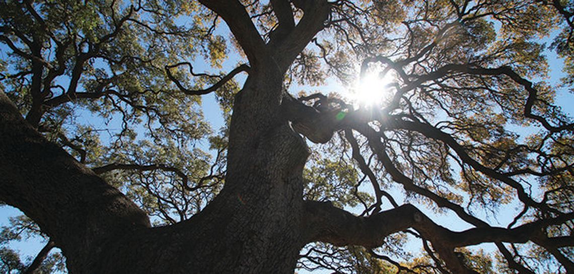 Legislation could kill Buda tree protections