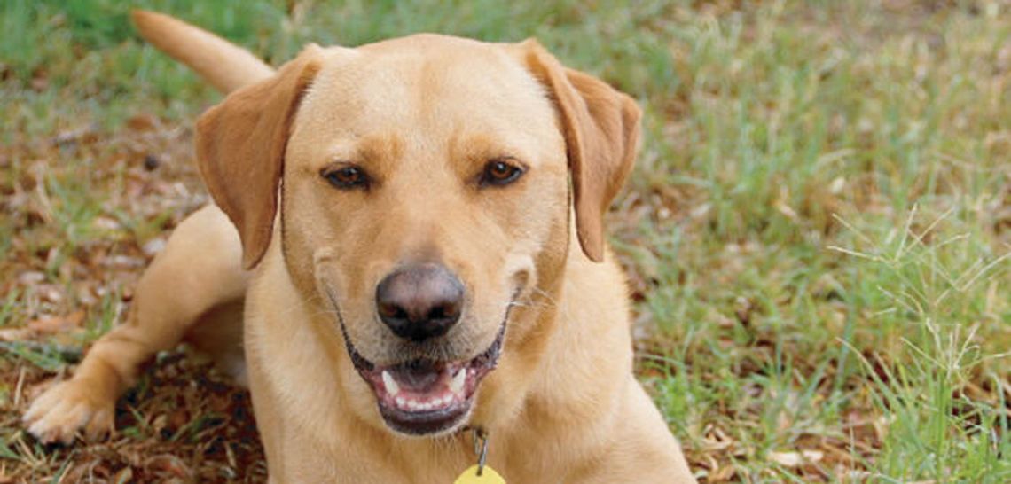 Lend a helping paw: PAWS program brings pups to those who need a smile