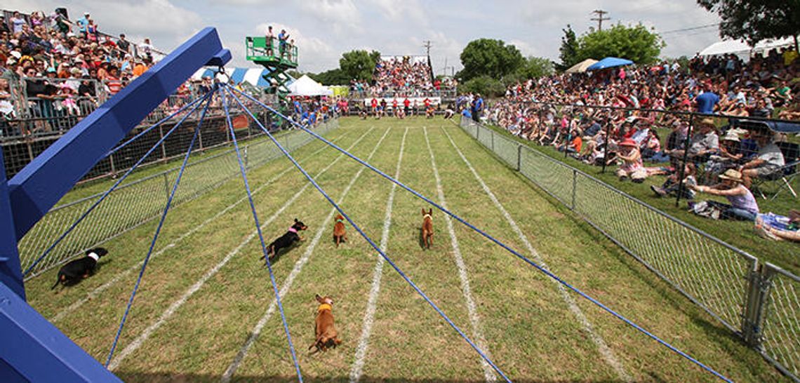 Little legs, big dollars: Buda’s 2017 Wiener Dog Races bring in increased tourist dollars