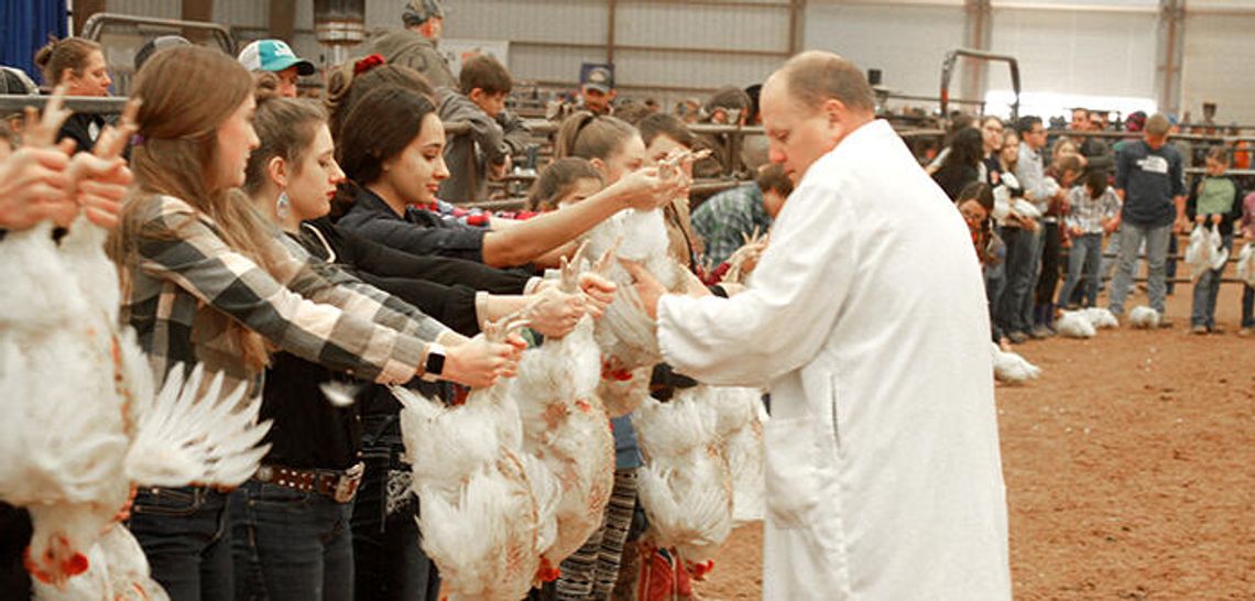 Livestock Show 2019