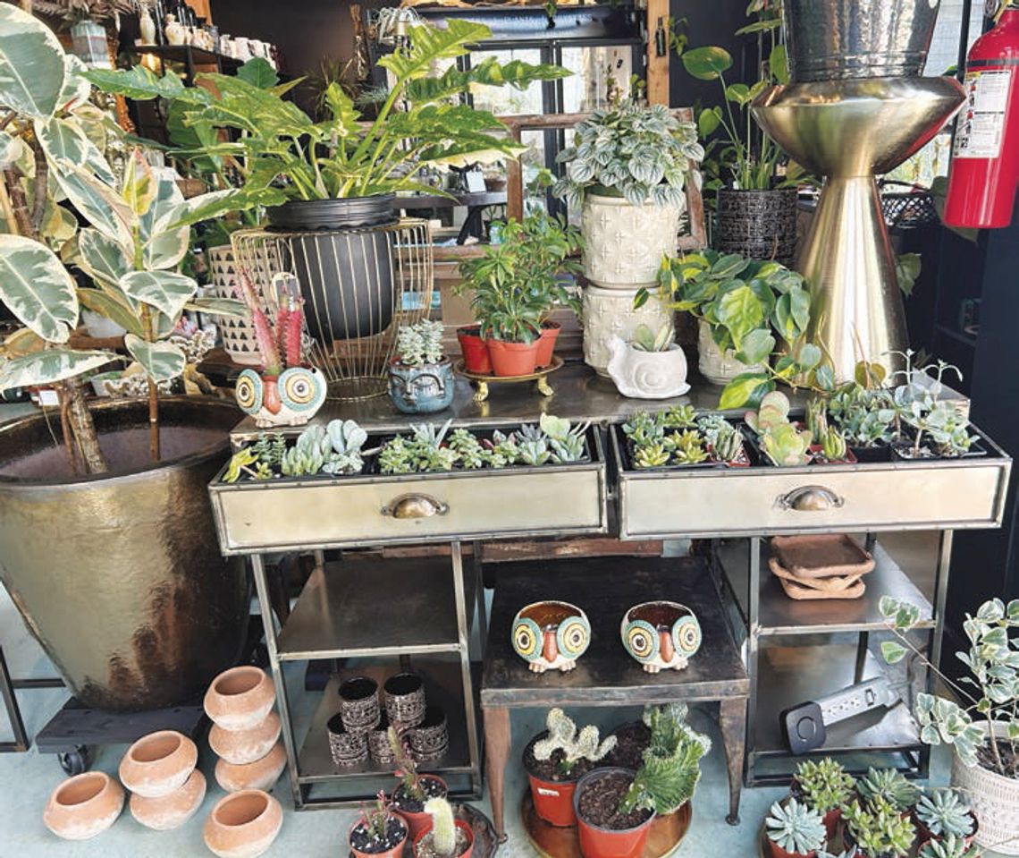 Local florist opens plant shop in Buda