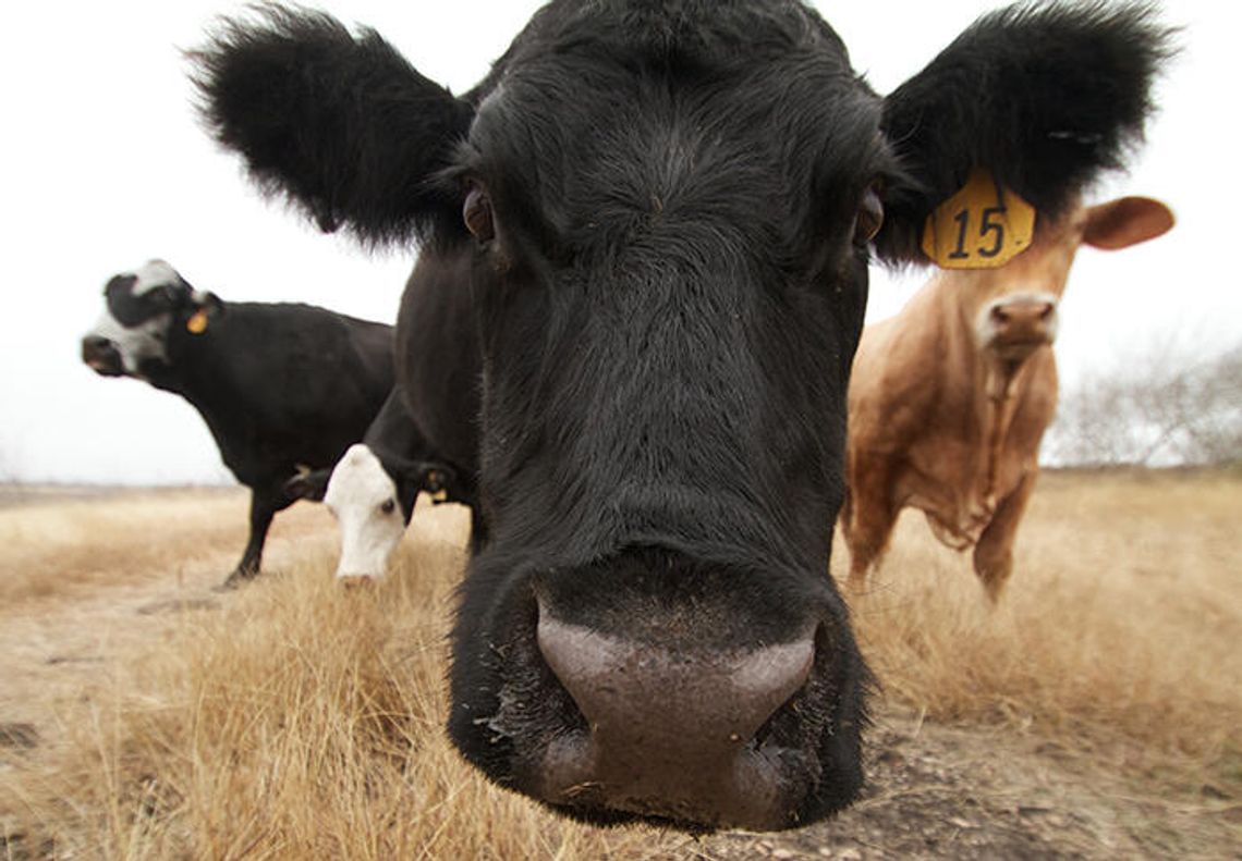 Local livestock producers may be eligible for drought disaster assistance