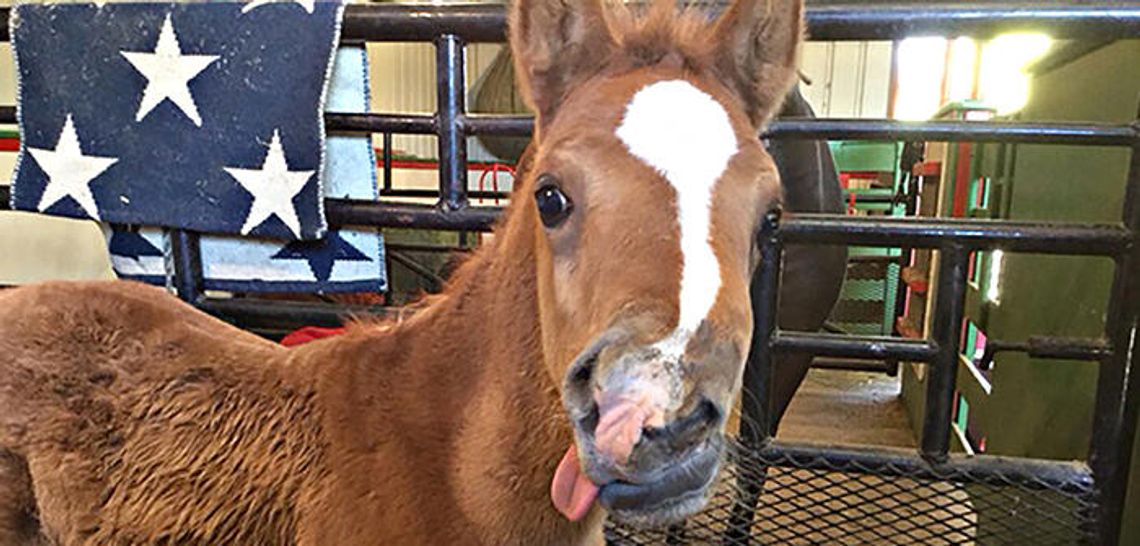 Locals pitch in to help horse with congenital birth defect