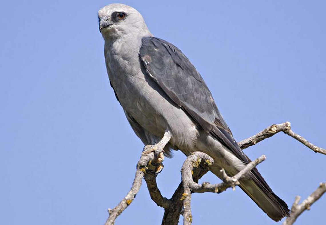 Look to the sky for the Mississippi kites