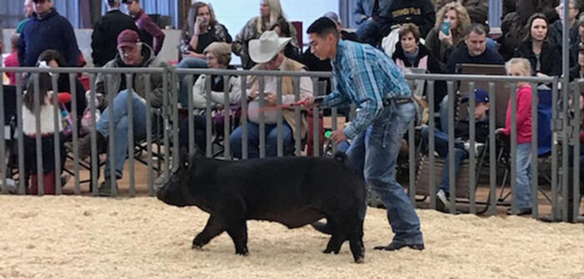 Lugo’s swine takes the prize