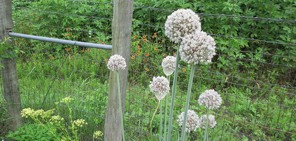 Make it a green 2017: Gardening resolutions to start your year right