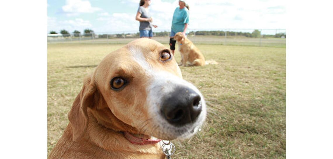Mutt Manners: Guidelines to keeping your local dog park paws-itive