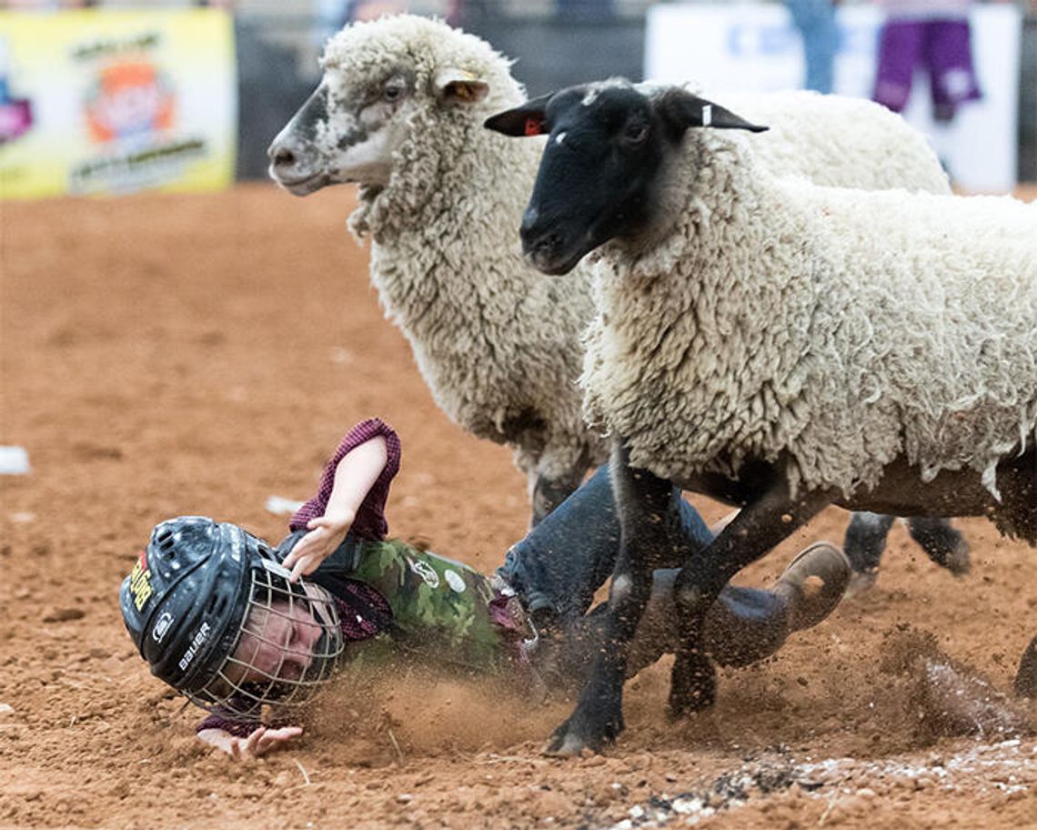 Mutton busted
