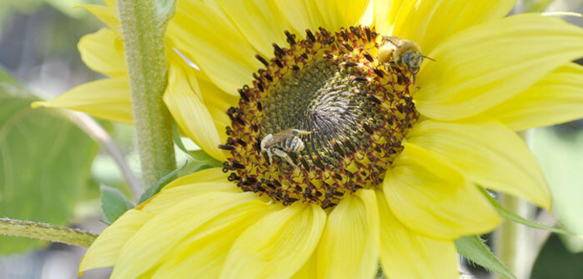 Nature’s helpers on the decline: Apiarists look for answers as bees put on endangered list