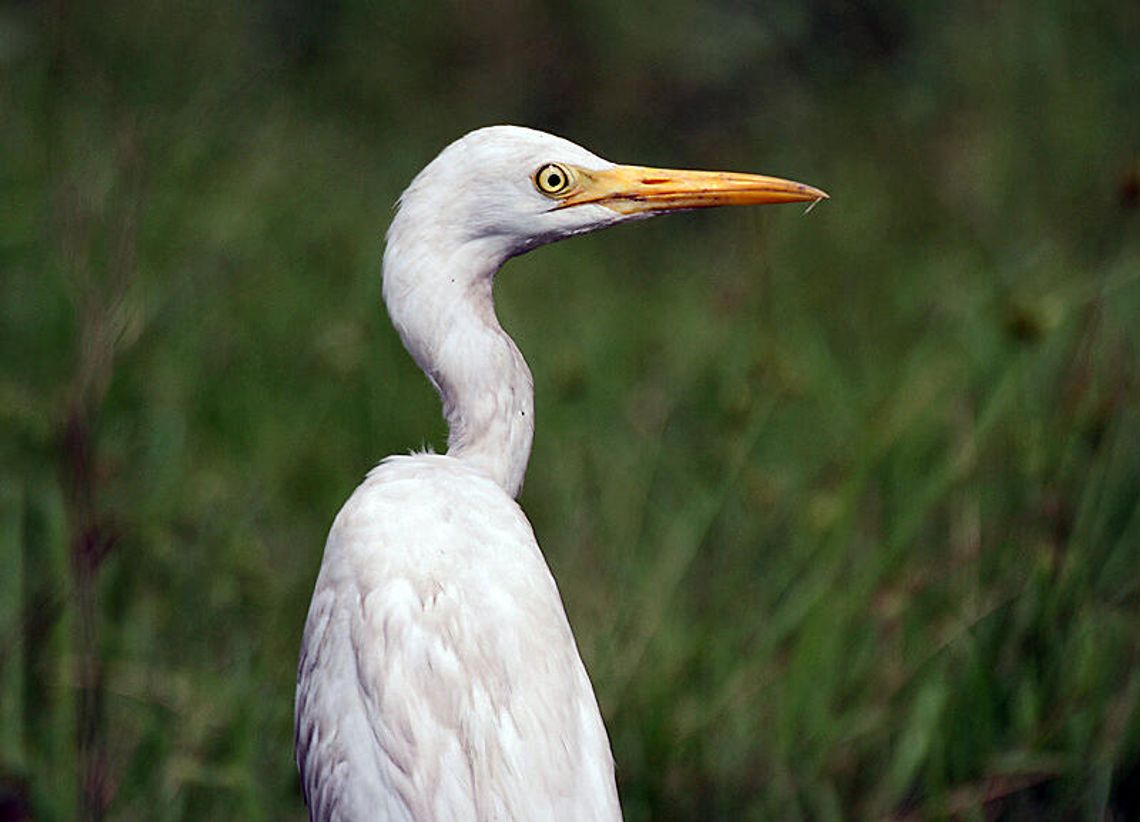 No regrets for the egret