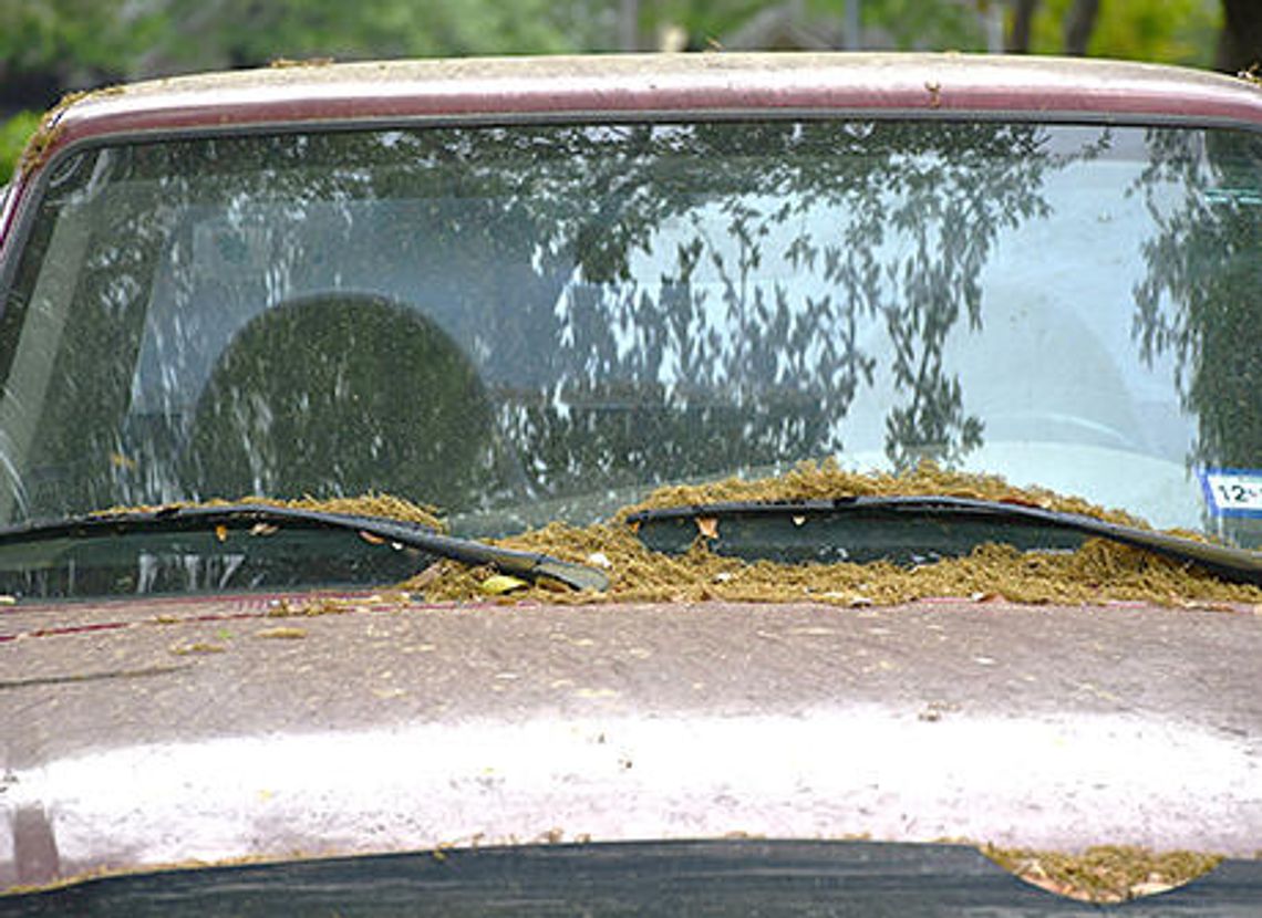 Oak pollen on the rise