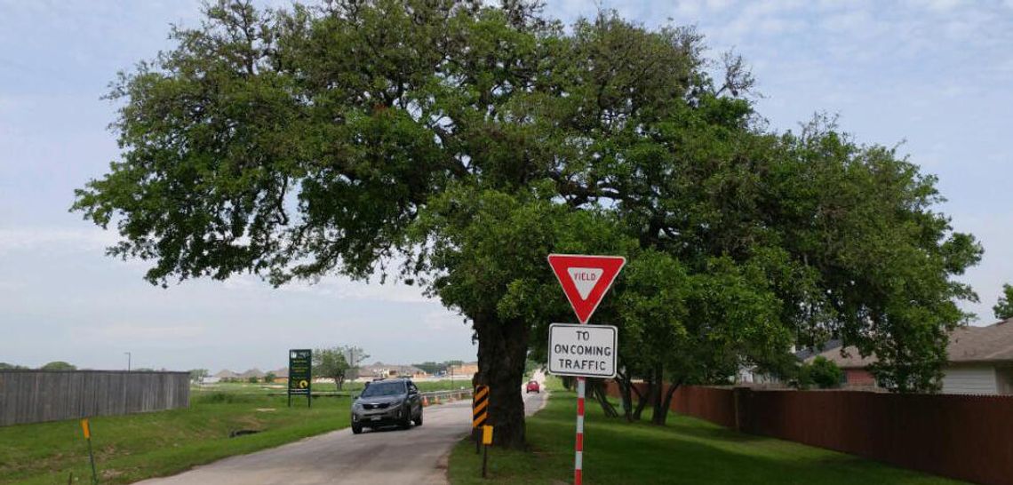 Old Stagecoach Road oak to be removed: Wood to be used for public art
