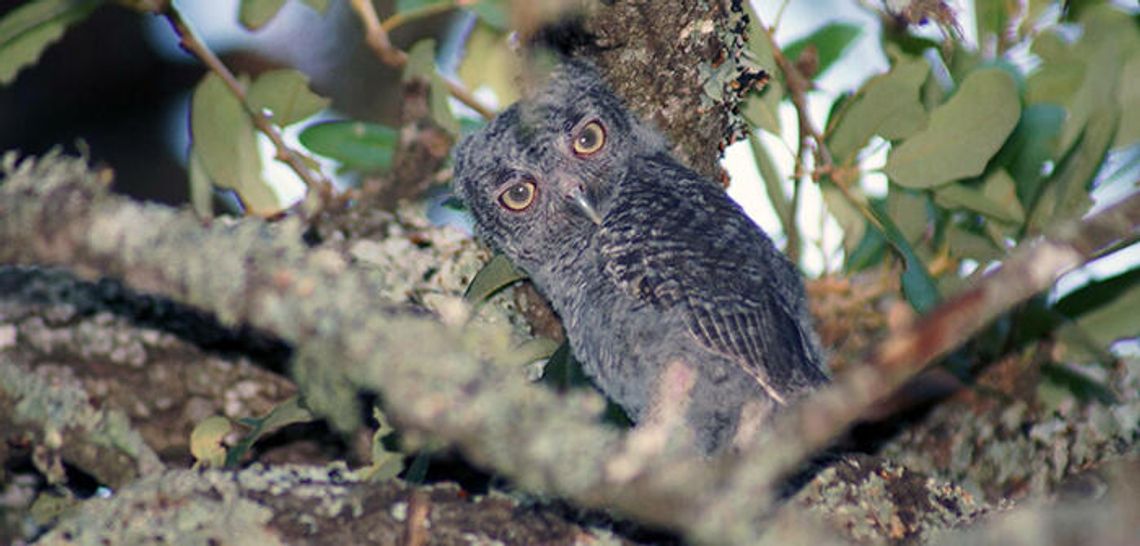 Owl’s well on the homefront