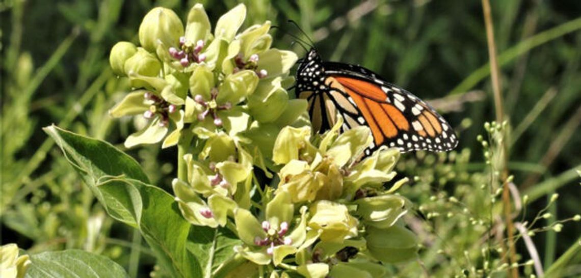 PEC to provide free pollinator seed packets